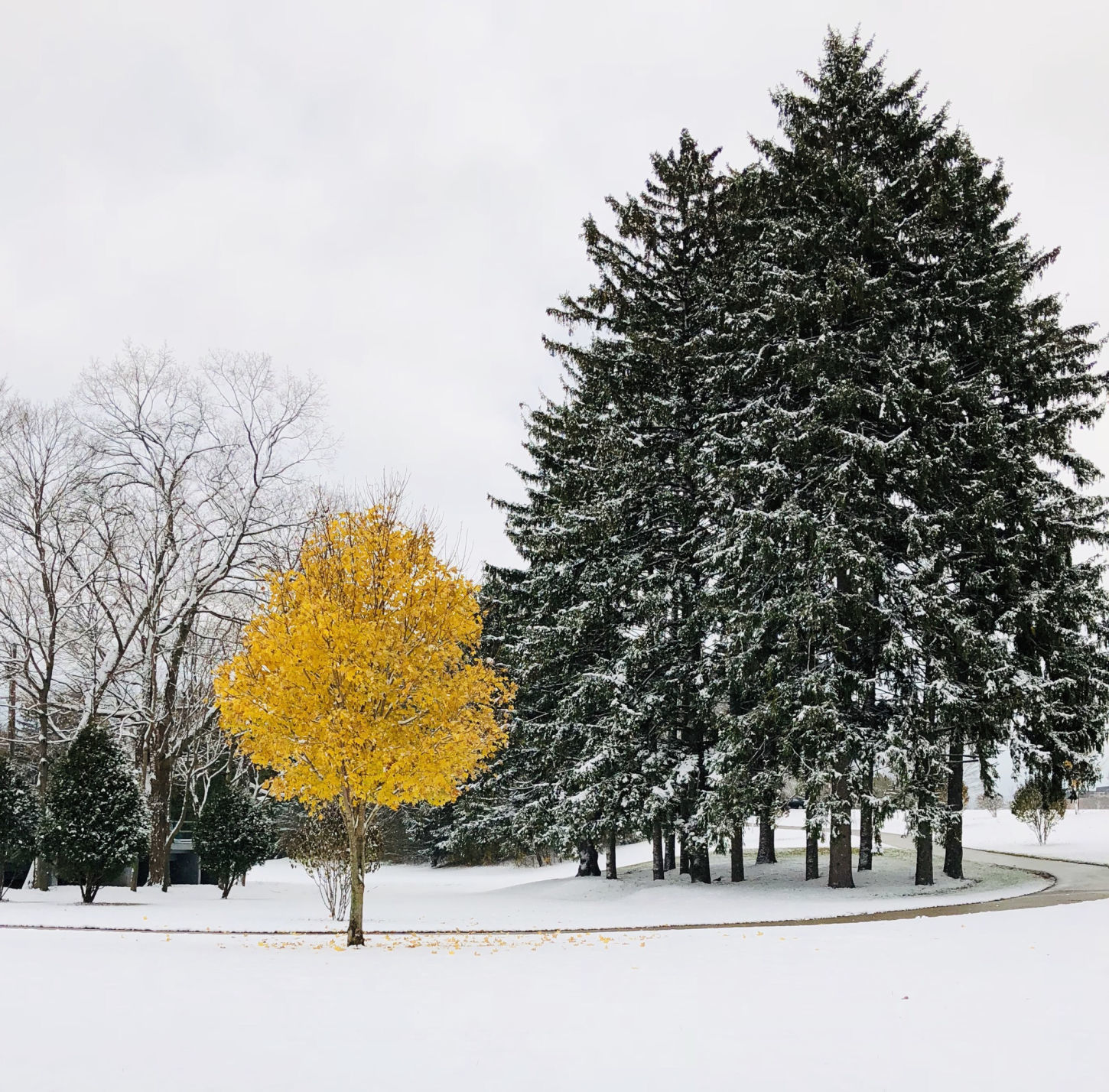 Donna Komarec: Autumn Wonderland